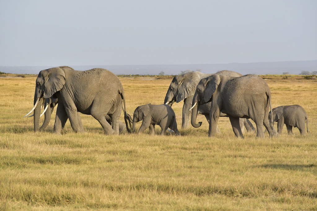 Amboseli Nat. Reserve